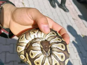 Cebinden yavru piton yılanı çıktı