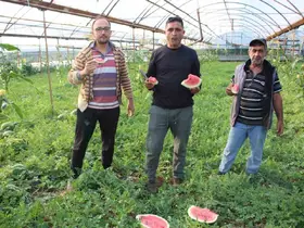 Çekirdek karpuzun hasadı başladı: 3 ayda hasat ediliyor, 1 ayda tükeniyor
