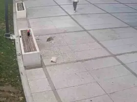 Çekirdek keyfi pahalıya patladı
