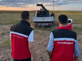 Çekirge üreme alanları ilaçlandı
