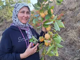 Cennet Hurması Sarıgöl’de cipse dönüşüyor
