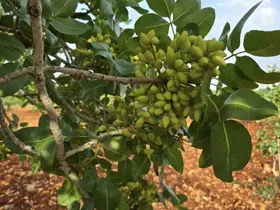 Çermik’te fıstık üreticisine hasat uyarısı

