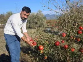 Ceviz büyüklüğündeki dolu, ihracata hazırlanan 100 dönümlük arazideki tonlarca narı vurdu
