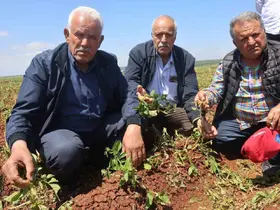 Ceviz büyüklüğündeki dolu yağışı tarım arazilerine zarar verdi
