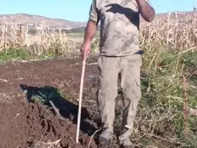 Çiftçiden bahçesini talan eden domuza tebessüm ettiren tepki: "Benden uzak durmadığın müddetçe kalemini kıracağım"

