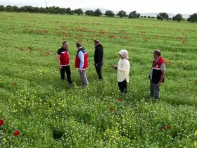 Çiftçiler, kuraklık ve zirai dona dayanıklı ürünlere yöneldi

