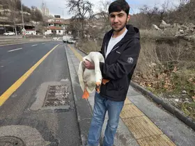 Çiftlikten kaçıp yola atlayan kaz sürücülere zor anlar yaşattı

