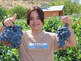 Cimin Üzümü’nde hasat heyecanı başladı
