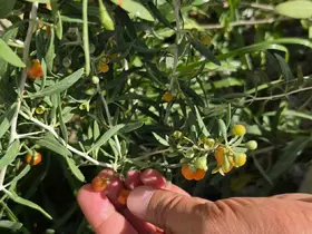 Çin tıbbının 2 bin yıllık şifa kaynağı "Goji Berry" Bitlis topraklarında hayat buldu
