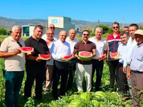 Cincin karpuzunda ilk hasat heyecanı yaşandı
