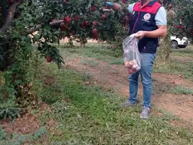 Çivril elmasına hasat öncesi pestisit kontrolü
