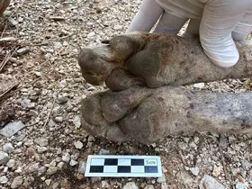 Çizgili sırtlan sanıldı, kurt çıktı
