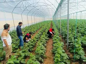 Cizre’de çiftçilere sera denetimi ve eğitimi
