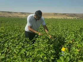 Cizre’de pamuk tarlalarında biyoteknik mücadele nöbeti
