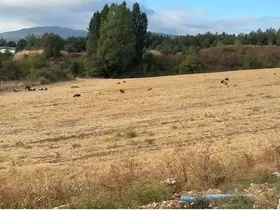 Çocuklar artık okula gidemez oldular
