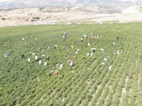 Coğrafi işaret tescilli Maraş biberinde hasat dönemi
