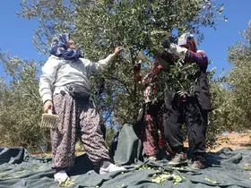 Coğrafi işaretli Domat zeytininde hasat başladı
