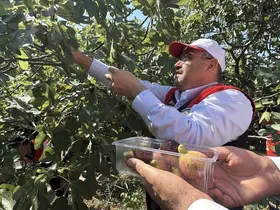 Coğrafi işaretli Havran siyah incirinde hasat başladı
