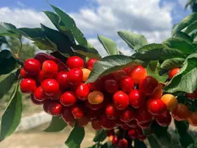 Coğrafi işaretli Honaz Kirazında hasat başladı
