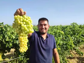 Coğrafi işaretli İsabey çekirdeksiz üzümünde hasat başladı
