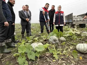 Coğrafi işaretli kestane kabağı hasadı başladı
