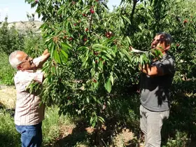 Coğrafi işaretli kiraza yoğun talep: Üretici 3 bin TL yevmiyeye işçi bulamıyor
