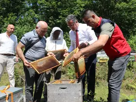 Coğrafi işaretli Salıpazarı kestane balında hasat başladı
