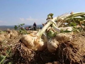 Coğrafi işaretli Taşköprü sarımsağının katma değer ve marka gücü bu projeyle artacak
