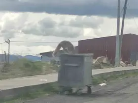 Çöpte yiyecek arayan tilki kameraya yansıdı
