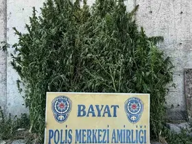 Çorum’da 46 kök Hint keneviri ele geçirildi: 1 tutuklama
