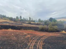 Çorum’da arazi yangını: 50 dönüm tarla ve 15 dönüm ağaçlık alan zarar gördü
