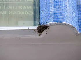 Çorum’da sokakta arı paniği: Esnaf uzaklaştırdı
