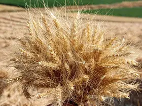 Çorum’da yerli ve milli buğday ’kirve’nin ilk hasadı yapıldı
