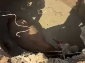 Çukura düşen ineğin imdadına Özel İdare ekipleri yetişti
