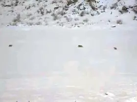 Çukurca’da kurt sürüsü görüntülendi

