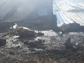 Çukurkuyu’da çıkan çiftlik yangınında 250 küçükbaş hayvan telef oldu
