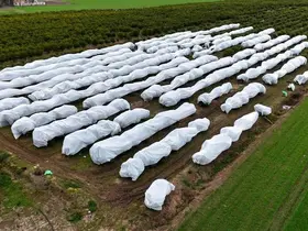 Çukurova çiftçisinden zirai don önlemi: 15 dönüm limon ağacı fileyle örtüldü
