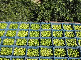 Çukurova’da limon hasadı: Geçen yıl 1 TL olan limon bahçede 20 TL
