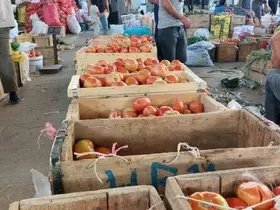 Çüngüş’te organik domates hasadı başladı
