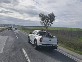 D100’de şaşırtan görüntü: Pikapta zeytin ağacı taşıdılar
