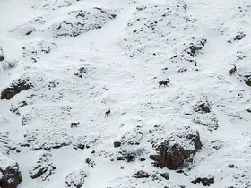 Dağ keçileri Munzur Dağlarına renk katıyor
