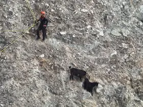 Dağ yamacında mahsur kalan inatçı keçiler 2 saatlik operasyonla kurtarıldı
