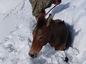 Dağda karda mahsur kalan katırlar kurtarıldı
