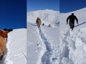 Dağda mahsur kalan 19 büyükbaş ekipler tarafından kurtarıldı
