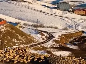 Dağın huzuru, emeğin sesi: İliç’te küçükbaş hayvancılık
