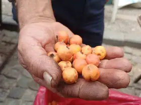 Dağlarda kendiliğinden yetişen şifa kaynağı alıç tezgahlardaki yerini aldı
