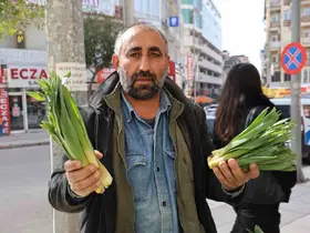 Dağlardan toplanan doğal antibiyotik, tezgahlarda yerini aldı
