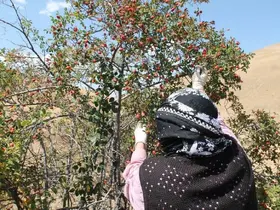 Dağların kırmızı hazinesi kuşburnu için hasat zamanı
