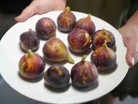 Daha sağlıklı yaşamak için inciri kabuğu ile yiyin

