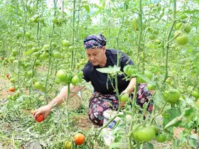 Dangalak domatesin hasadı başladı

